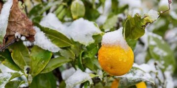 Prevén aumente precio de naranja