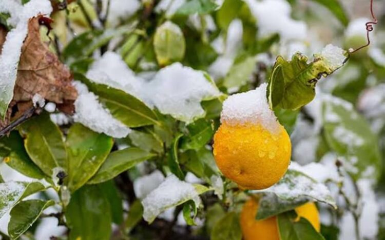 Prevén aumente precio de naranja
