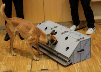 Perros entrenados detectan covid-19 con 94% de precisión