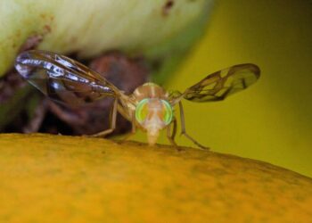 Refrendan zona libre de la mosca de la fruta 5 estados del Noroeste y 128 municipios de 10 entidades