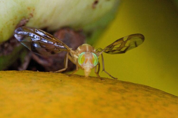 Refrendan zona libre de la mosca de la fruta 5 estados del Noroeste y 128 municipios de 10 entidades