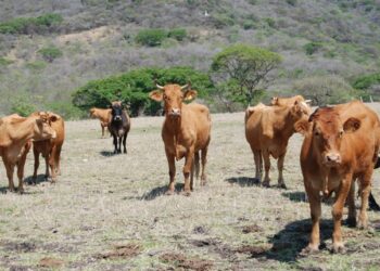 Sufre la ganadería por baja de autorización de recursos de apoyo