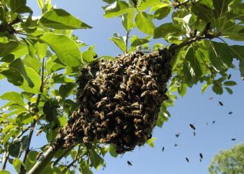 Alerta PCyB no provocar  enjambres de abejas