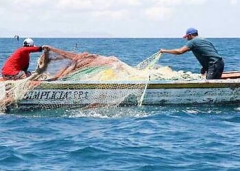Veda temporal de lisa y liseta, garantiza continuidad de la actividad pesquera