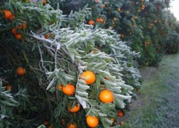 Siniestradas 25% de cultivos citrícolas