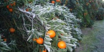 Siniestradas 25% de cultivos citrícolas