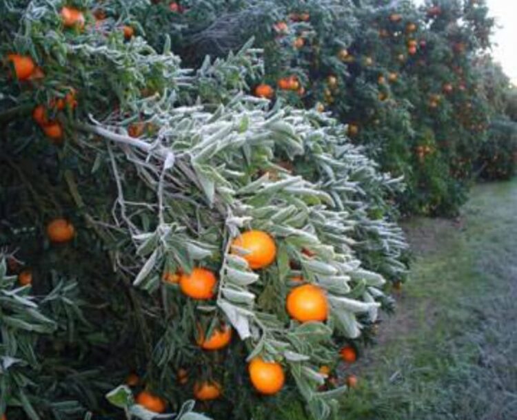 Siniestradas 25% de cultivos citrícolas