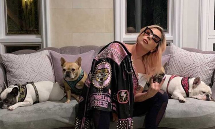 Lady Gaga recupera sus perros robados