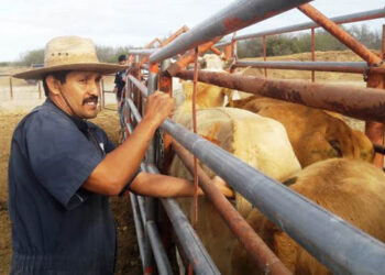 Refuerzan lucha contra tuberculosis, brucelosis y garrapata en ganadería de México