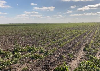 Urgen a AMLO y CONAGUA evitar catástrofe agrícola en norte de Tamaulipas