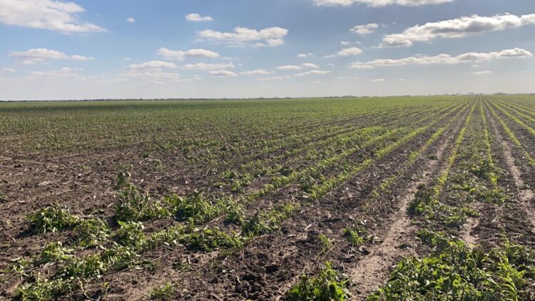 Urgen a AMLO y CONAGUA evitar catástrofe agrícola en norte de Tamaulipas