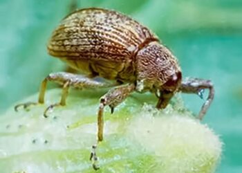 Fortalecen Erradicación del Picudo del Algodonero en Tamaulipas y Texas