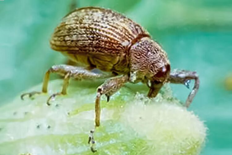 Fortalecen Erradicación del Picudo del Algodonero en Tamaulipas y Texas