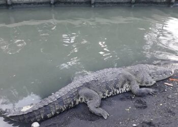 Saurios podrían salirse por sequía de su hábitat a través de tuberías