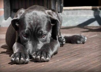 Diputados tipifican como delito las peleas de perros