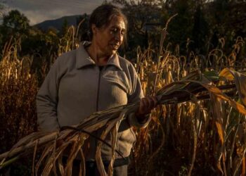 Bajo nivel de presas impactará producción de maíz en México