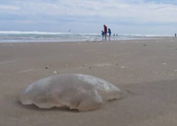 Medusas en playa Miramar representan riesgo para el turismo.