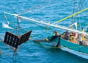 Viene embargo de EU contra camarón mexicano: Conapesca