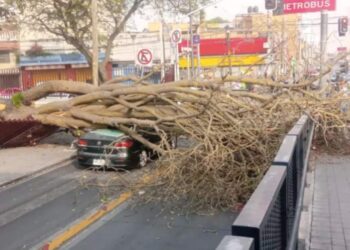 Fuertes vientos tiran árboles, bardas y lonas en la Ciudad de México