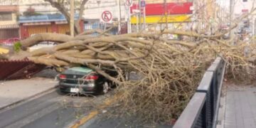 Fuertes vientos tiran árboles, bardas y lonas en la Ciudad de México