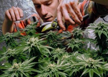 Acuerda Nueva York legalizar marihuana recreativa