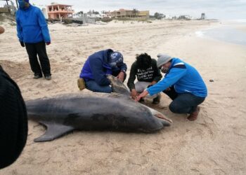 Aparece otro delfín muerto en playa Miramar de Madero