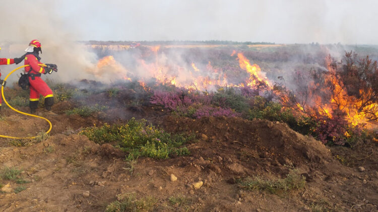 Afectan incendios forestales mil 150 hectáreas en Tula y Llera