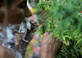 Prevén en San Lázaro avalar el lunes uso lúdico de mariguana
