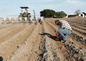 Urgen agricultores de Tamaulipas  a AMLO apoyo de resiembra de 400 mil hectáreas
