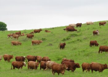Demandan ganaderos a SADER no poner en riesgo sanidad del hato mexicano
