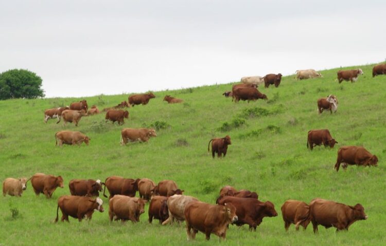 Demandan ganaderos a SADER no poner en riesgo sanidad del hato mexicano