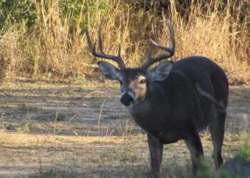 Deja derrama de 12 millones de dólares caza de venado en Nuevo Laredo