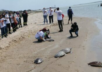 Liberan tortugas verdes en el litoral del Puerto El Mezquital en Matamoros