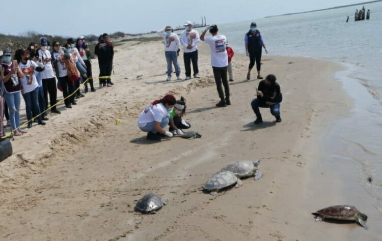 Liberan tortugas verdes en el litoral del Puerto El Mezquital en Matamoros