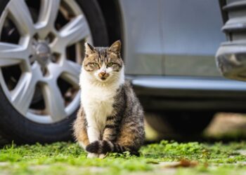 Como viajar con tu gato