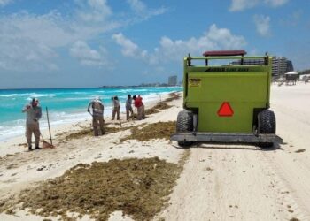Registran Zargazo en playas de Quintana Roo