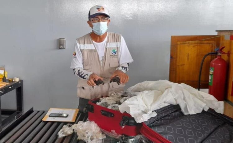 Encontraron más de 100 tortugas bebés dentro de maleta, envueltas en plástico