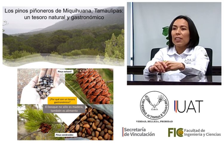 Destacan en conferencia la importancia de los pinos piñoneros de Miquihuana