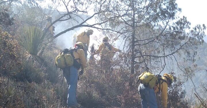 Afecta ya 3 mil hectáreas incendio en sierra de Miquihuana, Tamaulipas