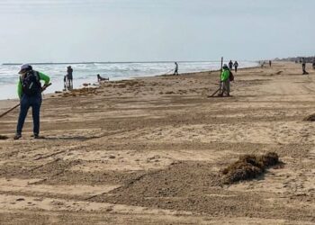 Limpian de sargazo playa Miramar de Cd. Madero