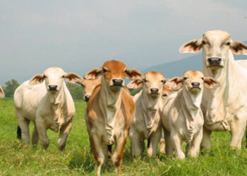 Ganaderos combatirán calentamiento global con cóctel hipster para sus vacas