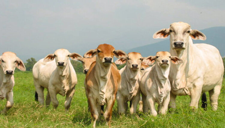 Ganaderos combatirán calentamiento global con cóctel hipster para sus vacas