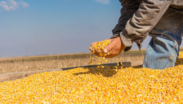 Sequías y alta demanda en EU disparan 112% el precio internacional del maíz