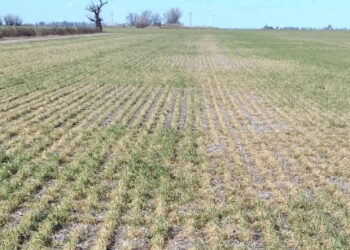 Escasas reservas de agua en presas ponen en riesgo ciclos agrícolas en México