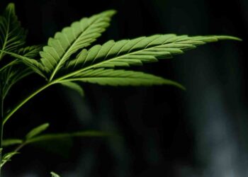 Congelan mariguana recreativa; piden a SCJN tiempo para aprobarla