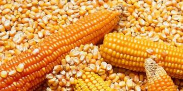 Maíz escaso y caro