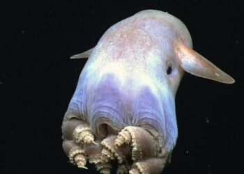 Descubren una nueva especie de ‘Pulpo Dumbo’
