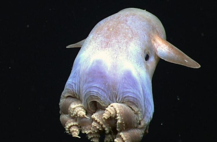 Descubren una nueva especie de ‘Pulpo Dumbo’