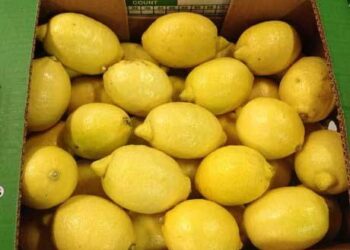 Es Tamaulipas primero en producción de limón italiano