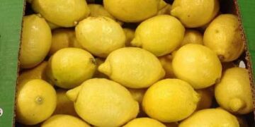 Es Tamaulipas primero en producción de limón italiano